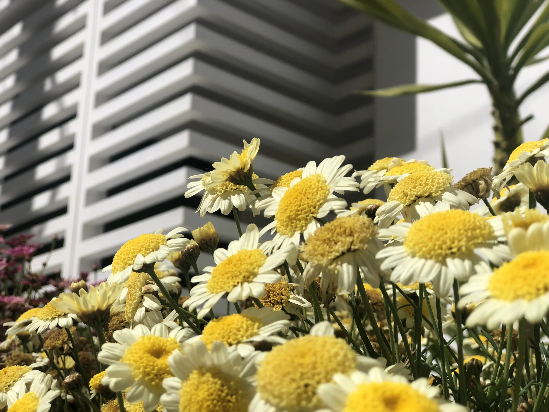Condominio Las Flores, vista 6